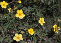 Potentilla fruticosa 